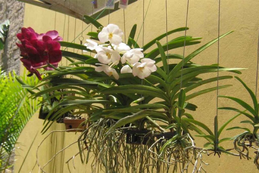 como cuidar de orquídeas vanda