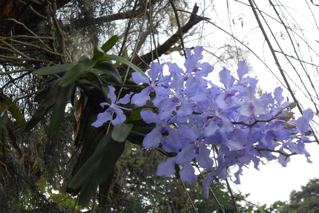 Como cultivar orquídea Vanda