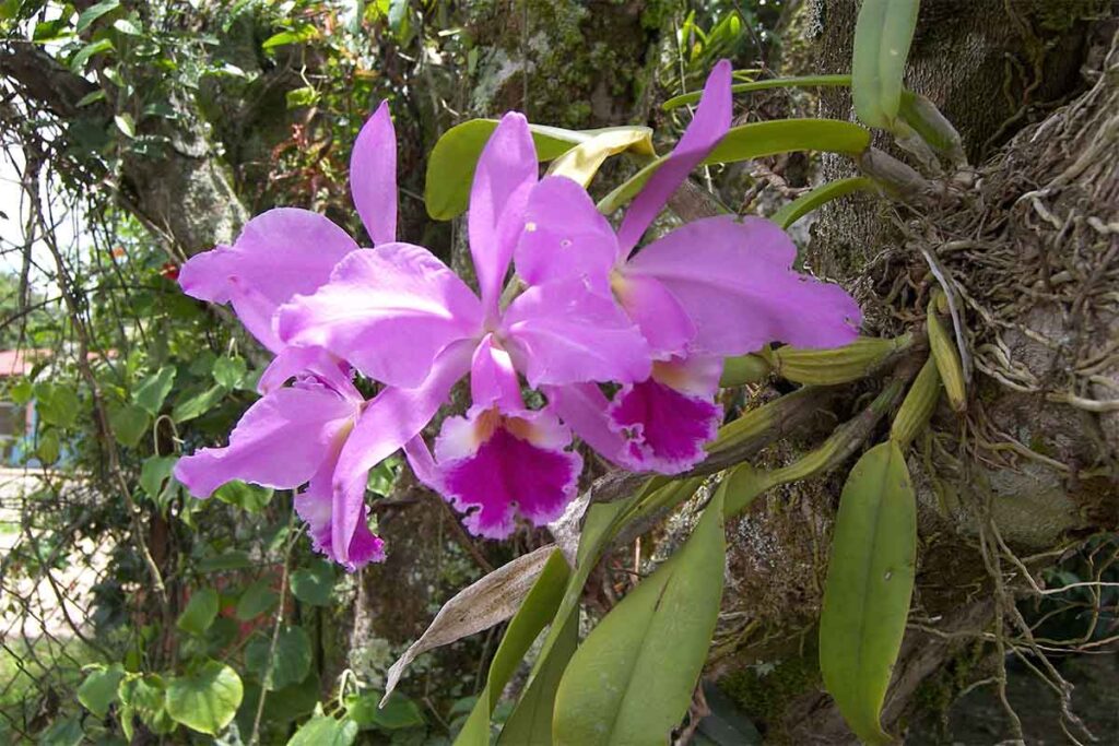 Como cuidar de orquídea cattleya