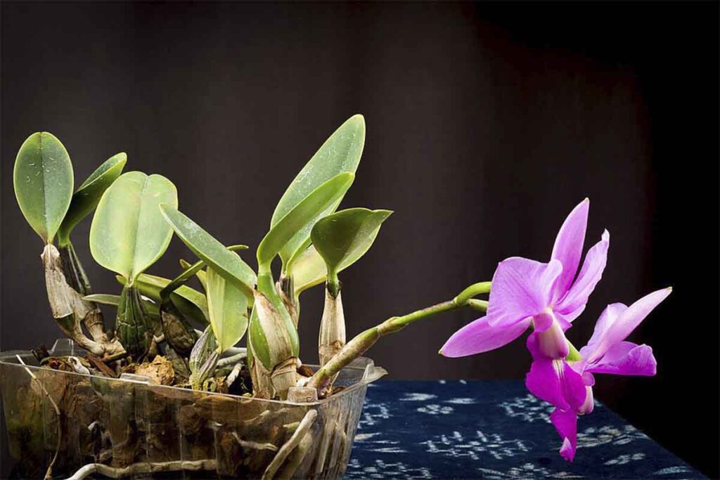Orquídea Cattleya principais características