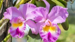 Como cuidar de Orquídea Cattleya: (7 Estratégias)