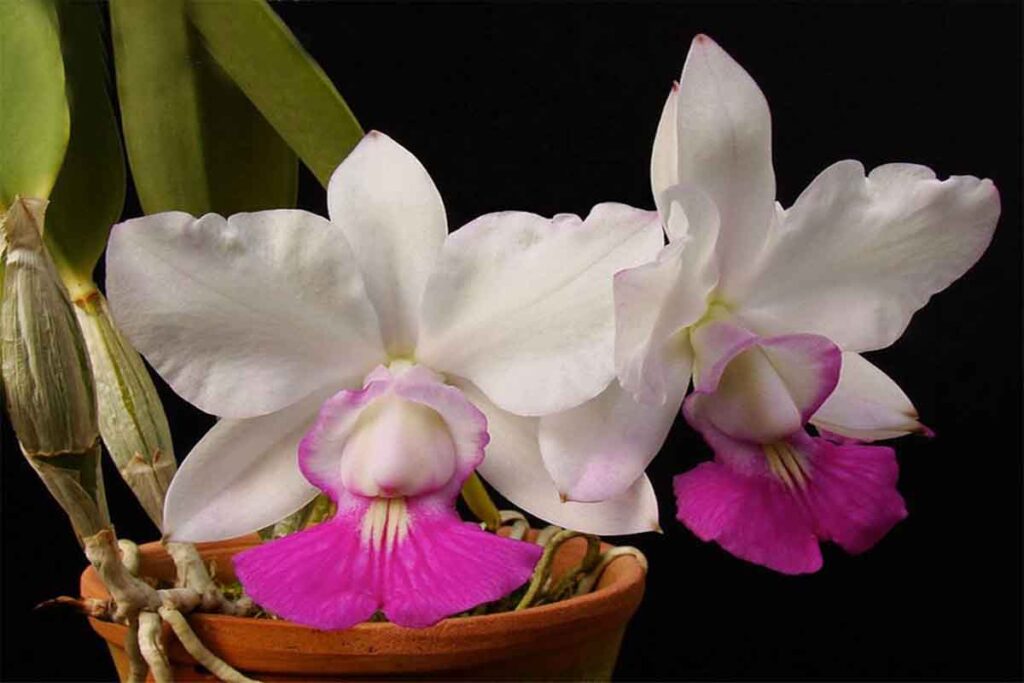 umidade ideal para orquídea cattleya