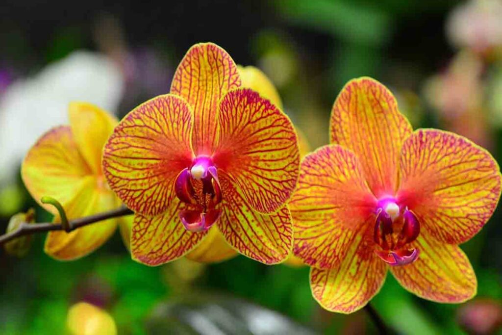 Características da Orquídea Borboleta
