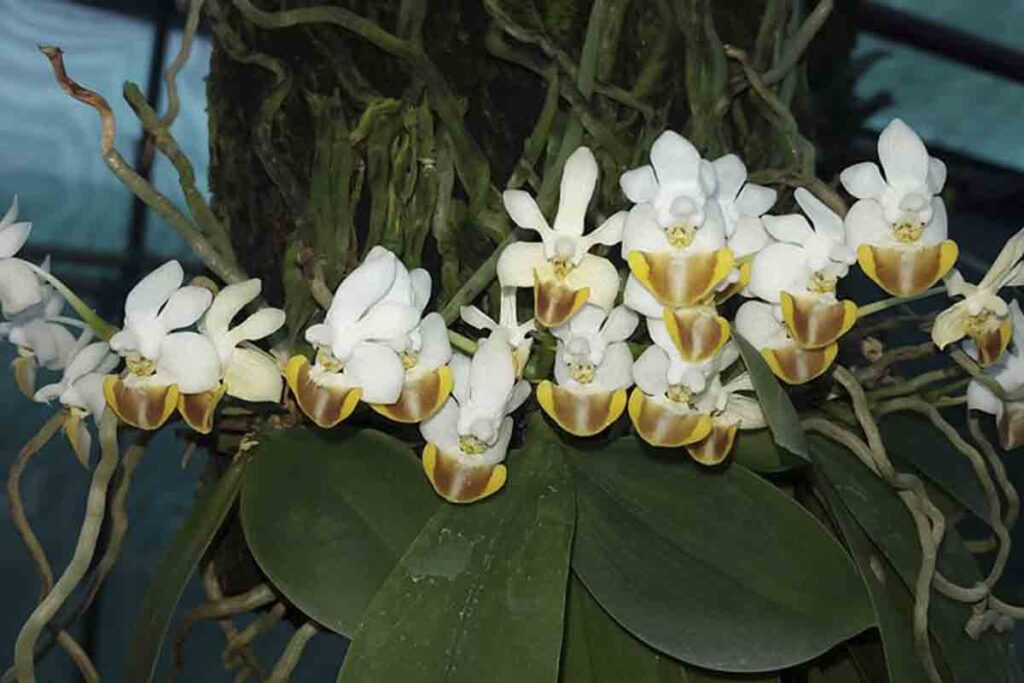 Como cultivar orquídea Phalaenopsis