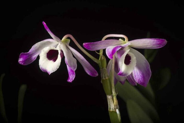 Como Cuidar de Orquídeas Dendrobium nobile (orquídea olho de boneca)