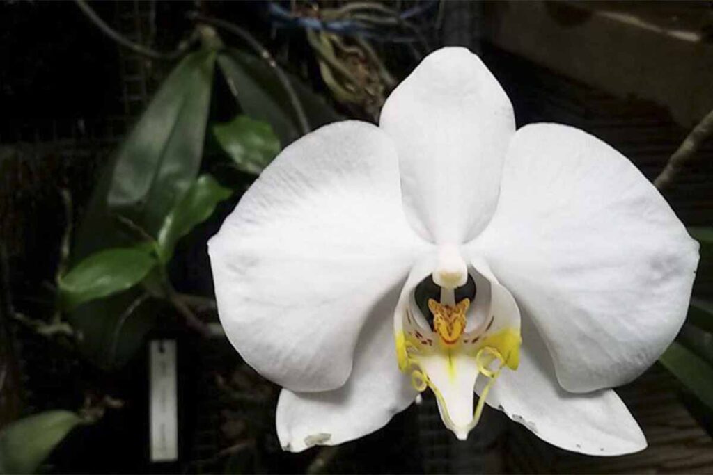 orquídea borboleta