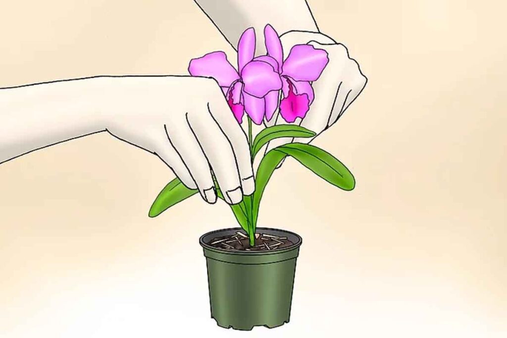 Como cuidar de orquídeas phalaenopsis