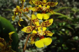 Como Cuidar de Orquídeas Chuva de Ouro (Oncidium)