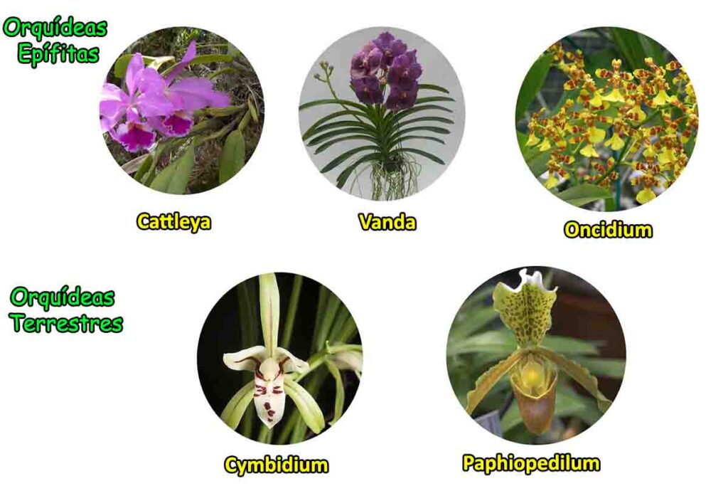 Na natureza as folhas das árvores protegem as orquídeas de uma luz plena... de luz direta...As orquídeas também precisam de uma boa ventilação....  Então mesmo que a sua orquídea seja uma orquídea epífita (que gosta de crescer sobre tronco de árvores) como uma Orquídea Cattleya, Orquídea Vanda, Orquídea Phalaenopsis ou uma Orquídea Oncidium...  ...Ou se a sua orquídea é terrestre como uma Orquídea Cymbidium ou Orquídea Paphiopedilum...  ...a sua orquídea vai precisar de uma boa ventilação, uma boa iluminação indireta e vai precisar de umidade.