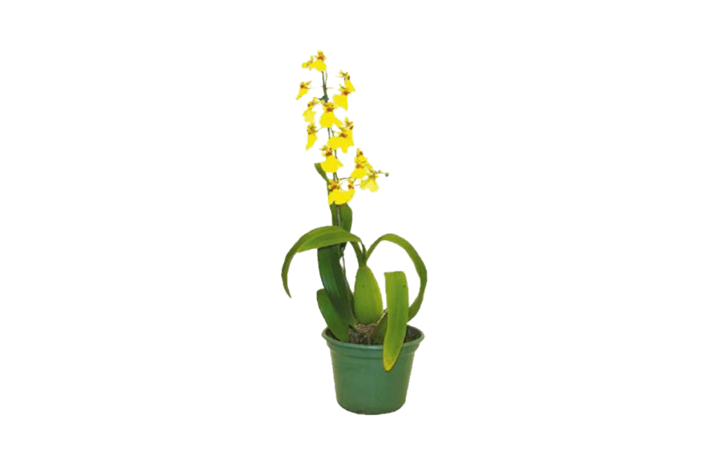 Como cuidar de orquídeas chuva de ouro