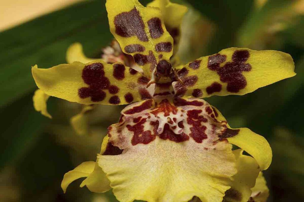 Como cuidar de orquídeas chuva de ouro