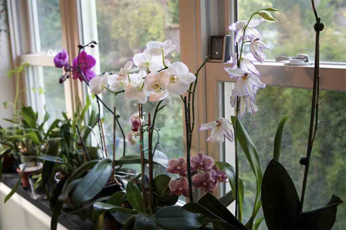 Como Cuidar de Orquídeas em Apartamento (Segredo Revelado)