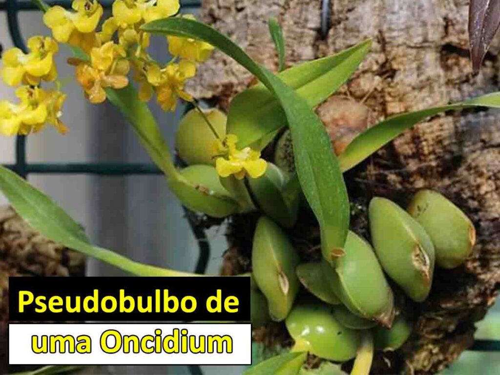 Como Plantar Orquídea Sapatinho (Paphiopedilum): 7 Dicas Simples