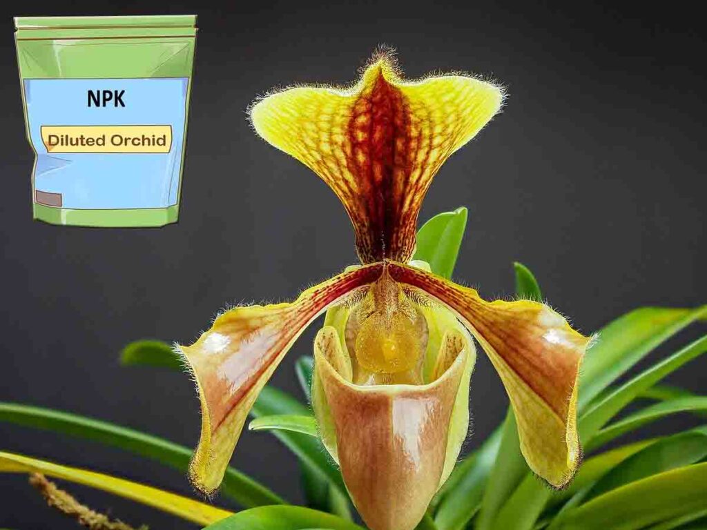 Como Plantar Orquídea Sapatinho (Paphiopedilum): 7 Dicas Simples