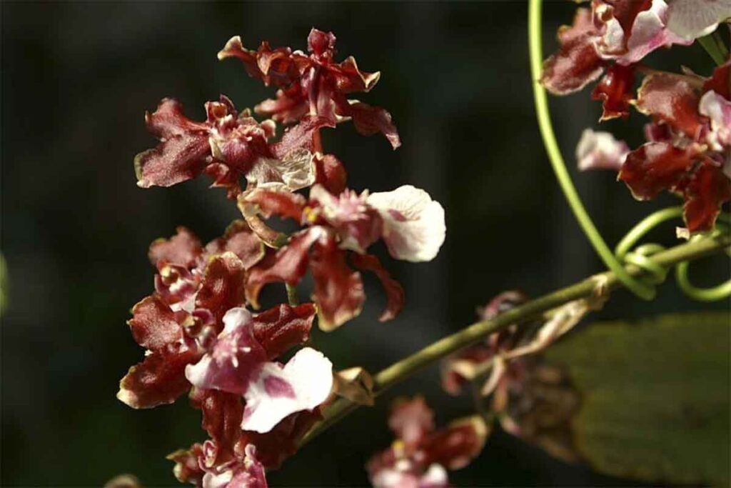 Orquídea Chocolate Como Cuidar: 9 Top Dicas