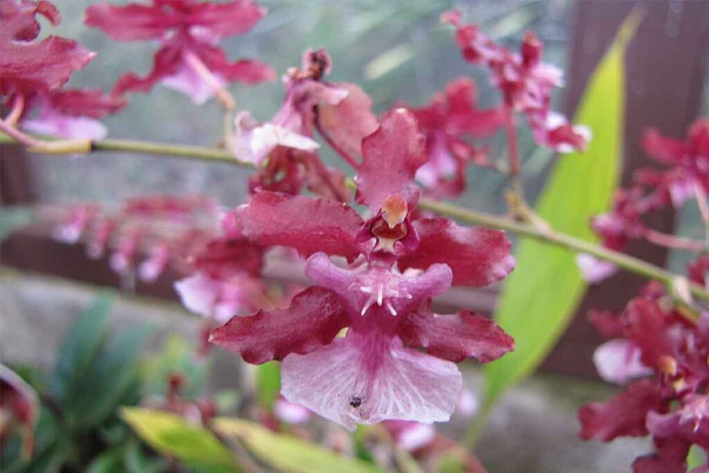 Orquídea Chocolate Como Cuidar: 9 Top Dicas