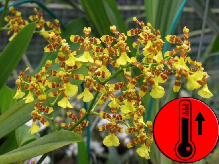 Como Cuidar de Orquídeas: curiosidades e dicas de cultivo