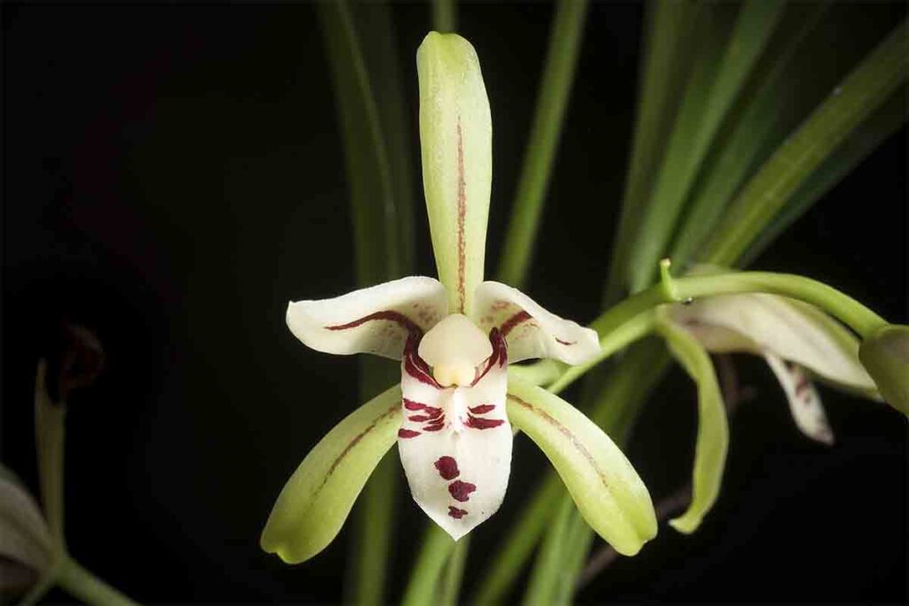 espécies de orquídeas
