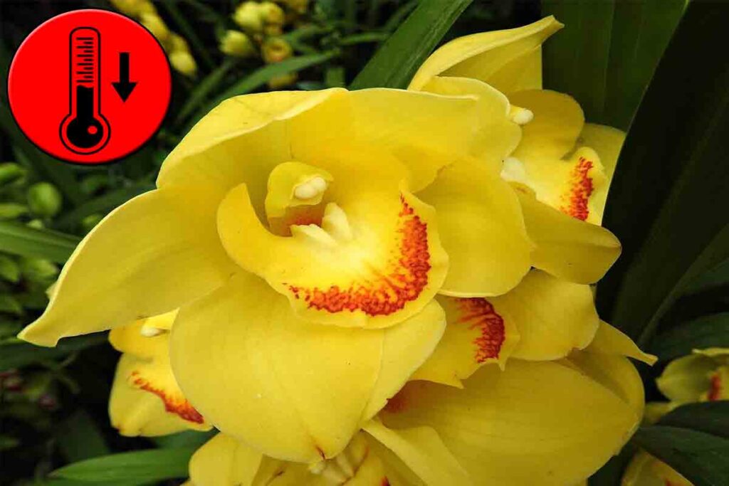 orquídea cymbidium como fazer florir