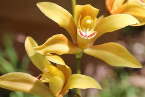 Orquídea Cymbidium Como Fazer Florir [Guia Completo]