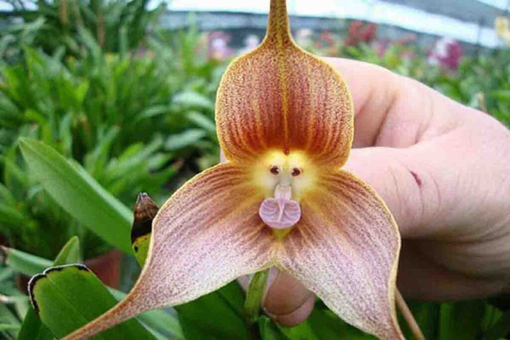 orquídea cara de macaco