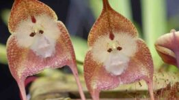 Orquídea Cara de Macaco: Como Cuidar + Fotos [Incrível]