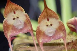 Orquídea Cara de Macaco: Como Cuidar + Fotos [Incrível]