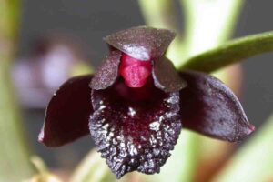 Orquídea Negra: 7 Tipos, Dicas de Cultivo + Fotos Incríveis [2021]