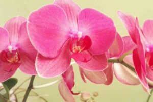 Orquídea Borboleta: Fotos e Como Cultivar [10 Dicas Práticas]