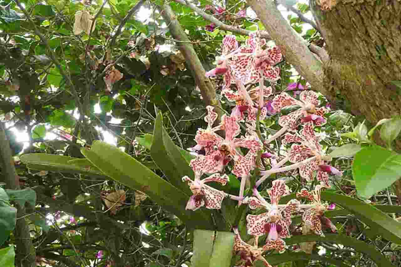 orquídeas epífitas