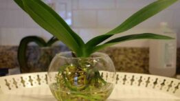 Como Cultivar Orquídea na Água – Guia Completo