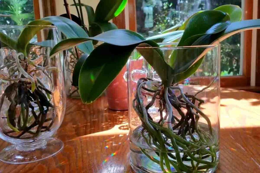 Como Cultivar Orquídea na Água – Guia Completo