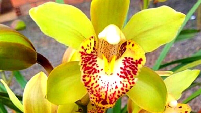Orquídeas com Folhas Murchas e Enrugadas [3 Erros Comuns]