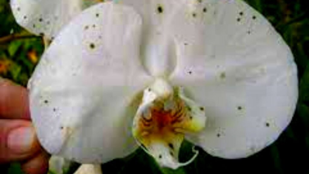 orquídeas doentes