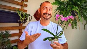 Mini orquídea Phalaenopsis Como Cuidar [7 dicas simples]
