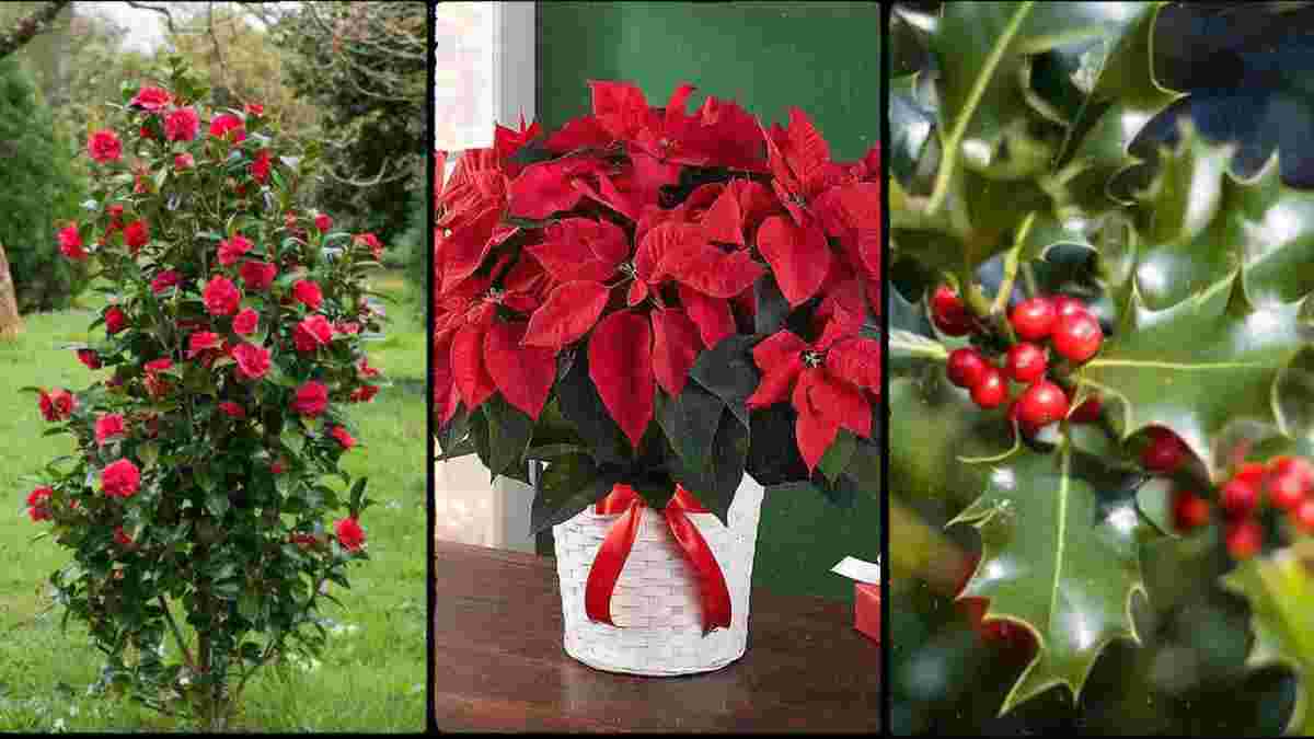 7 Plantas de Natal Incríveis para Decorar a sua Casa nas Festas de Fim de  Ano