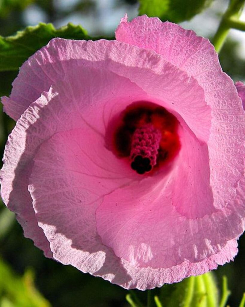flor-de-hibisco