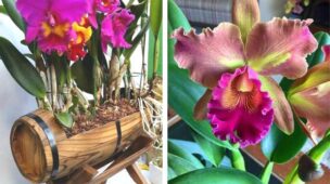 orquídea-cattleya