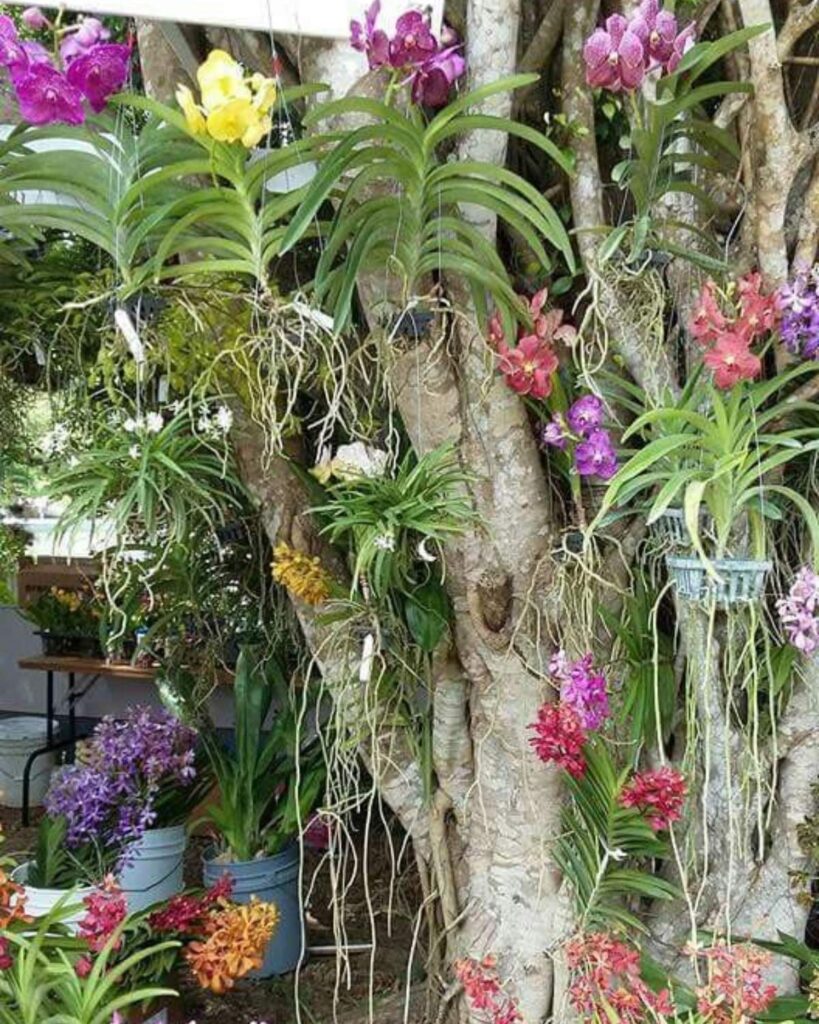 orquídea-vanda