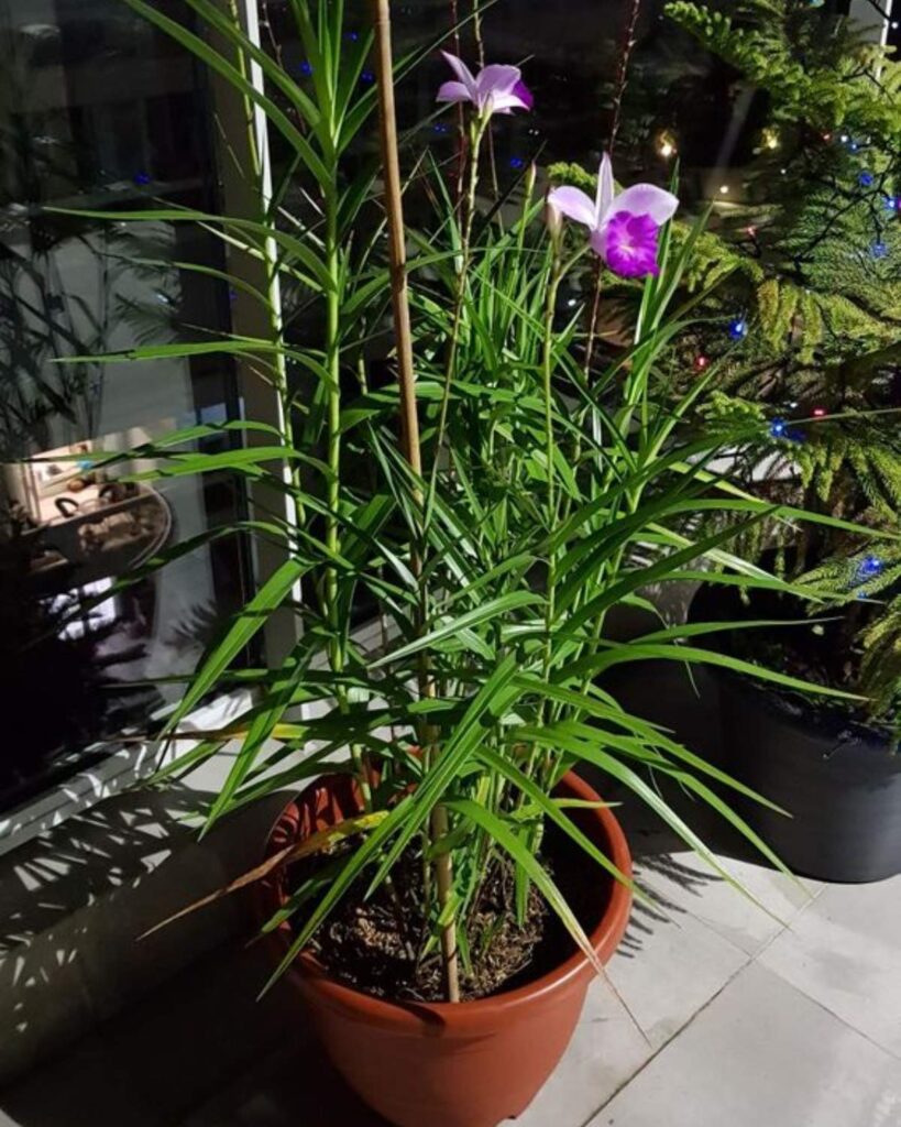 orquídea-bambu