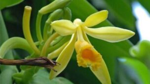 orquídea-baunilha