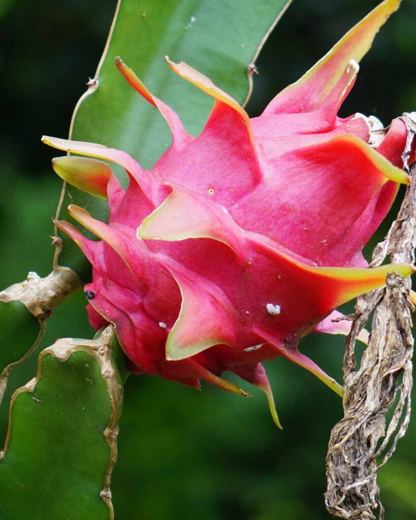 como-plantar-pitaya