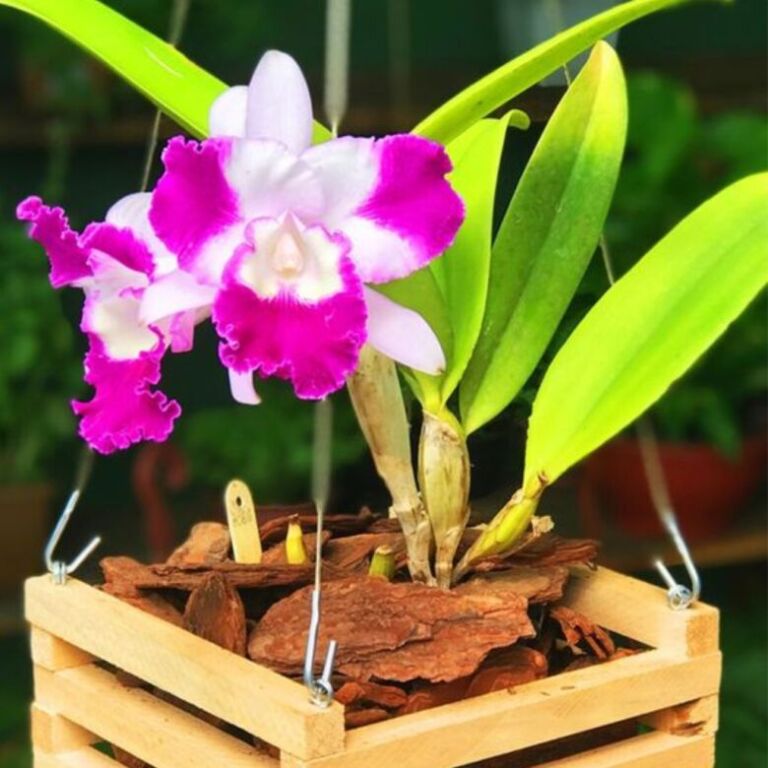 cachepot-de-madeira-para-orquídeas