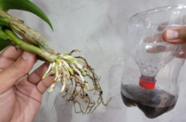 Veja como recuperar orquídeas usando apenas 1 garrafa pet e carvão