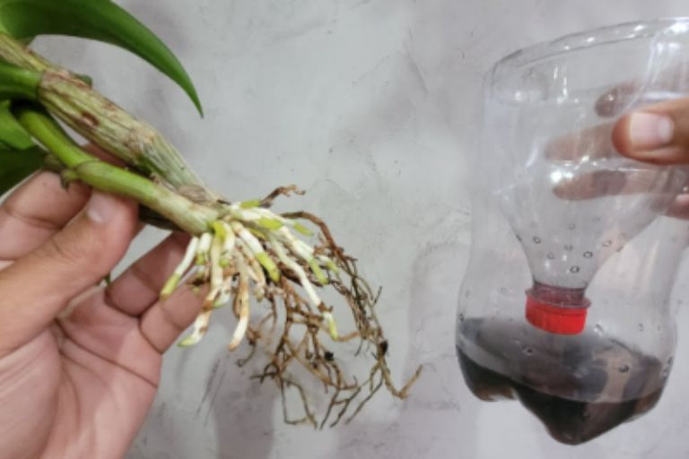 como-recuperar-orquídeas-com-garrafa-pet