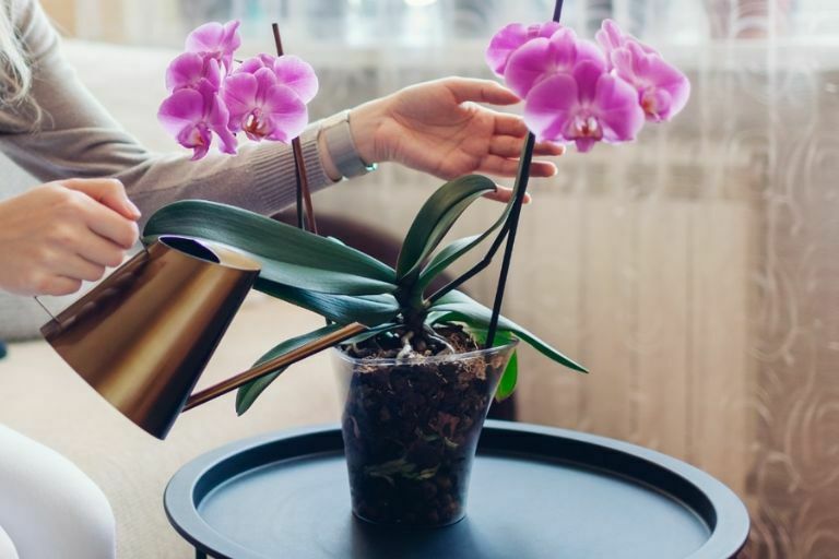 como-regar-orquídea-em-vaso-de-plástico
