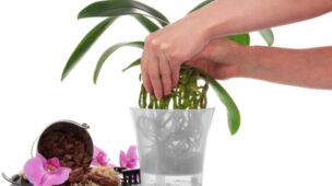 orquídeas-em-vasos-de-plástico