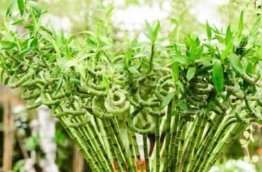 Bambu da sorte: aprenda a cuidar dessa planta verdinha que atrai boas energias!
