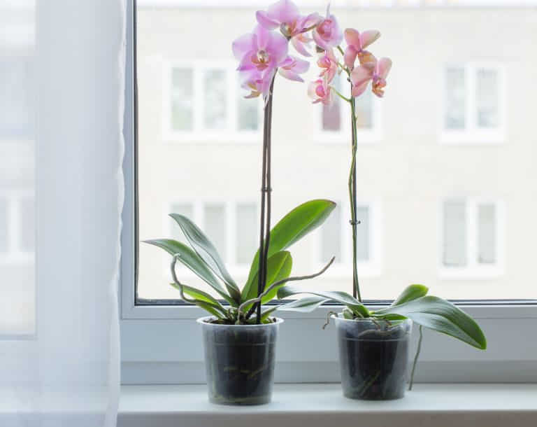Como-cuidar-de-orquídeas-no-vaso-de-plástico