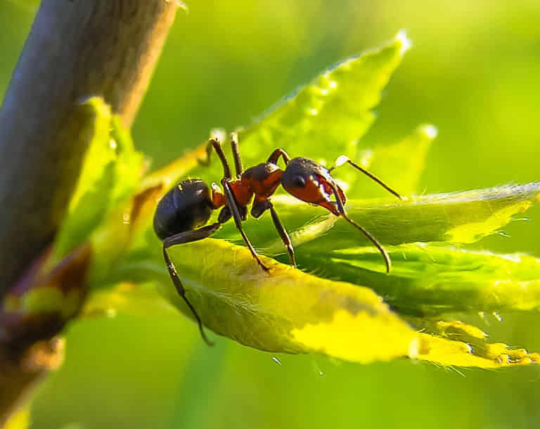 como-acabar-com-formigas-nas-plantas